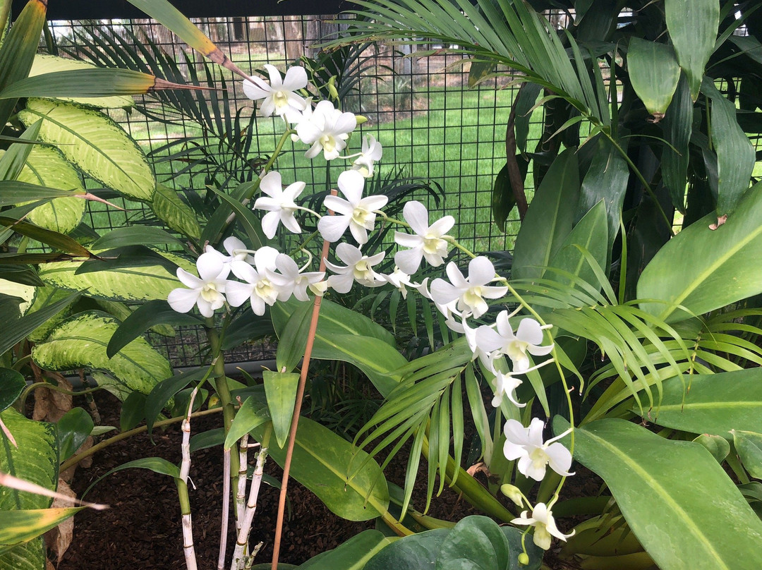 Hervey Bay Botanic Gardens景点图片