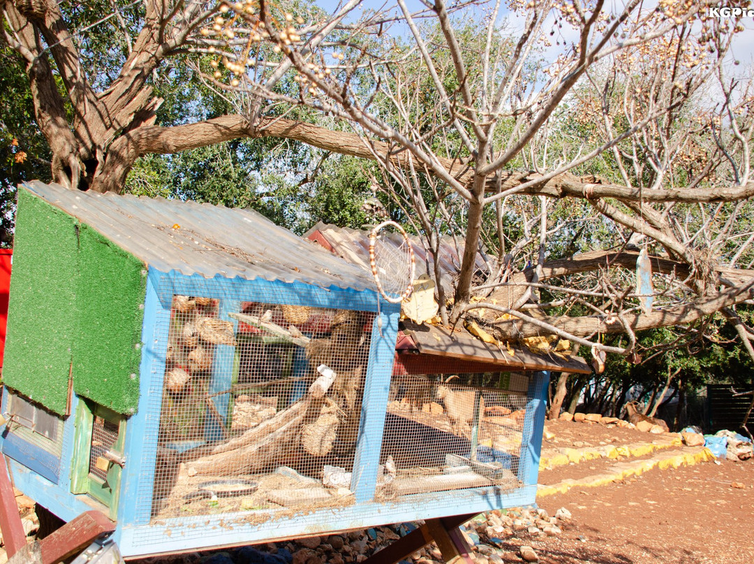 Yodfat Monkey Forest-Yodfat必去景点