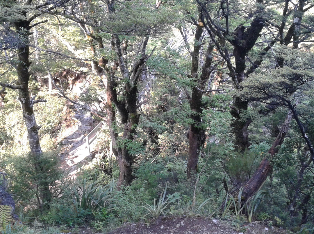 Rangiwahia Hut Track景点图片