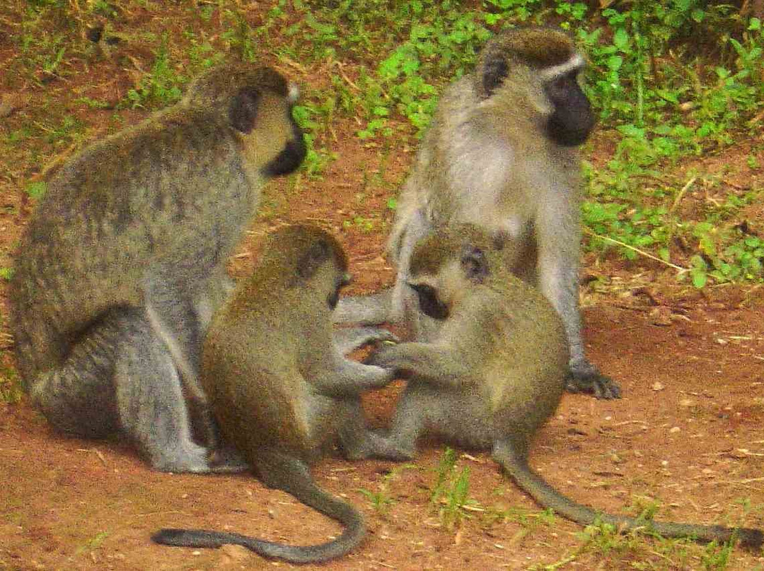 Banana Village主图