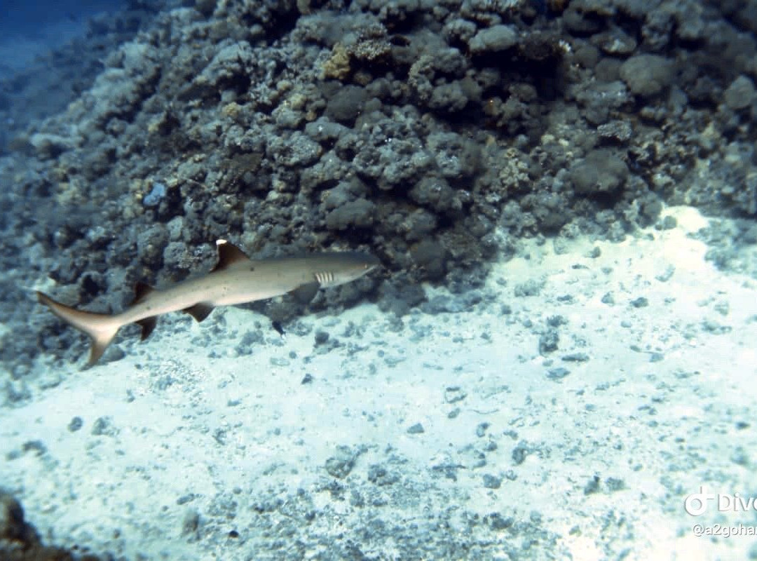 Dolphin Diver-Yanbu必去景点