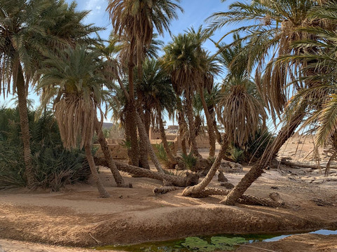 L'oasis Sacree-El Gouera必去景点