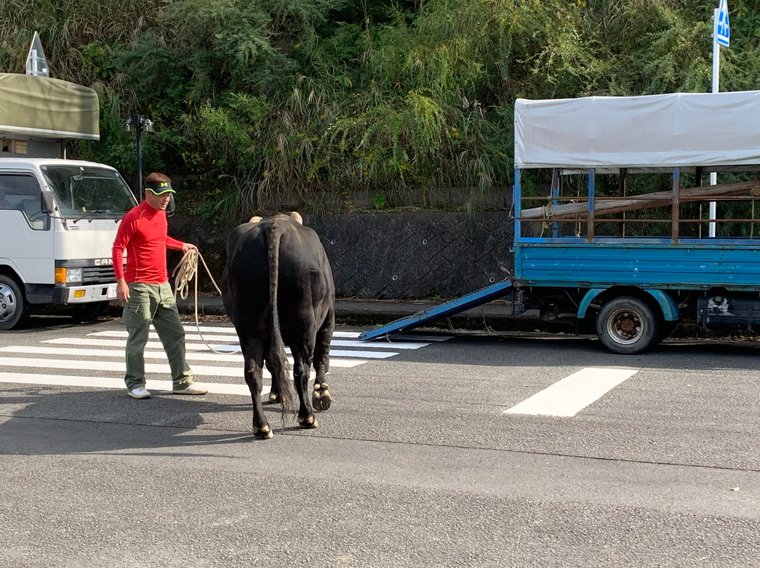 Uwajima City Bullfighting Arena景点图片