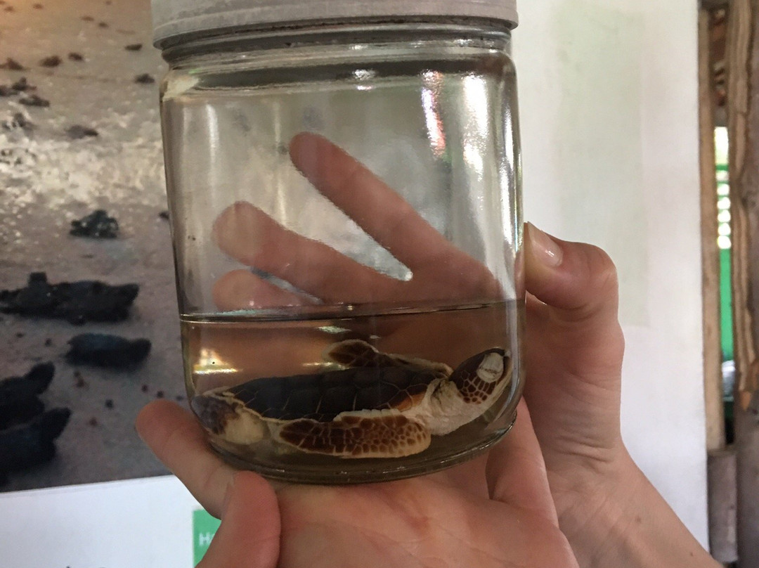 Museu das Tartarugas - ONG Ecoassociados-嘎林海斯港必去景点