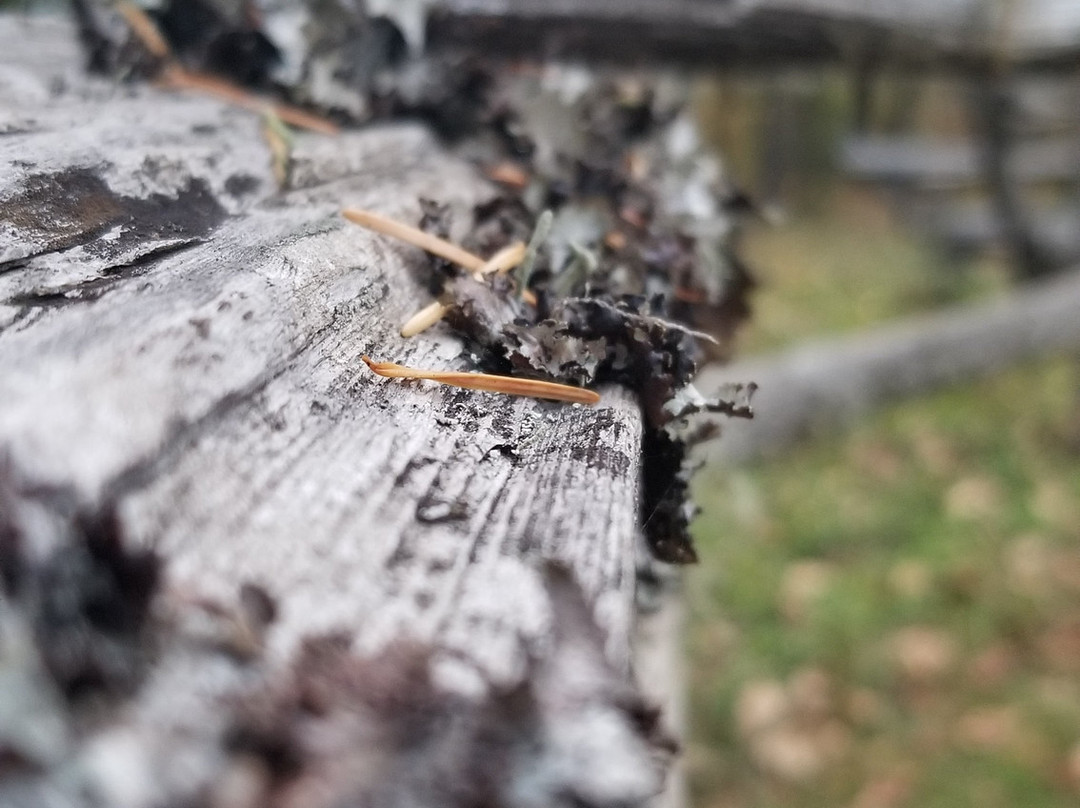 Wolf Creek Inn主图