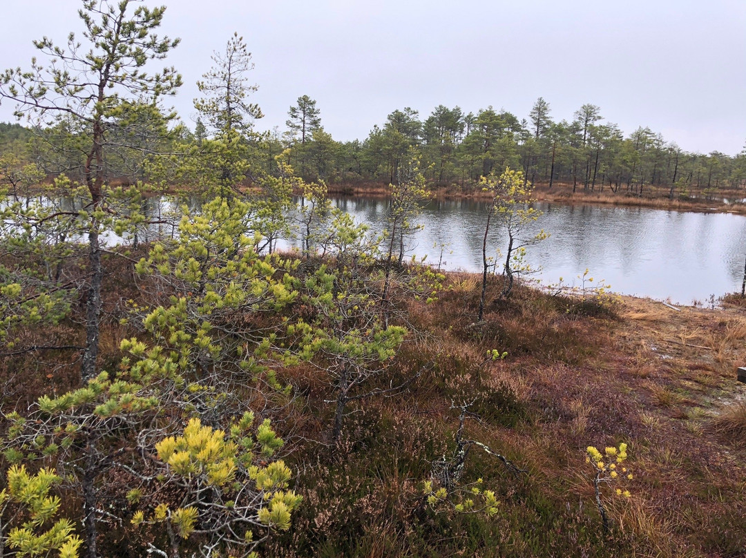 Viru Bog Trail-Kolga必去景点