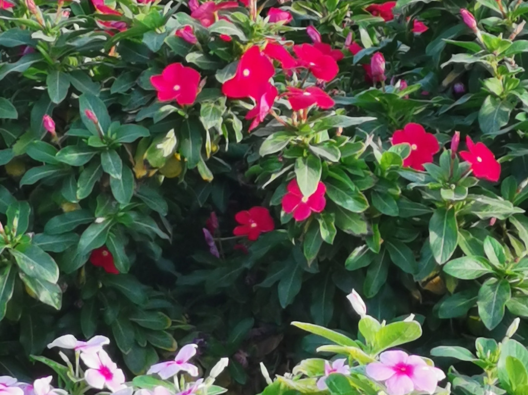 Hegra-AlUla必去景点