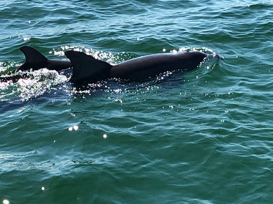 Boogies Glass Bottom Boat-Miramar Beach必去景点
