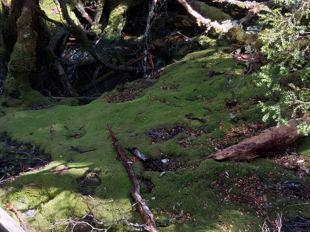 McDermott's Coaches-摇篮山圣克莱尔湖国家公园必去景点