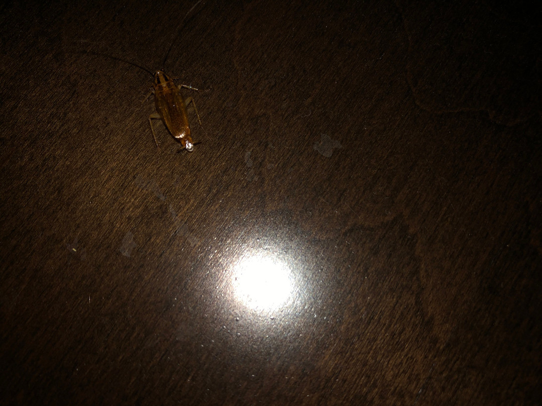 Clarion Pointe Kimball主图