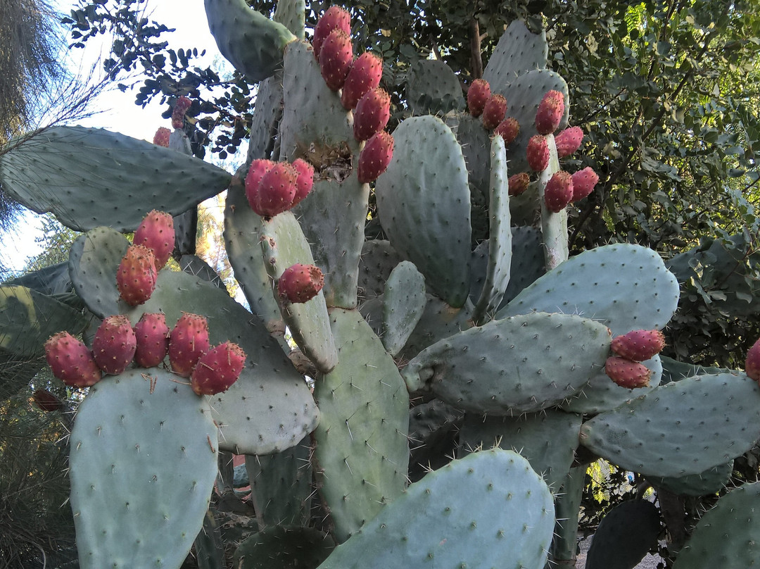 Le Jardin De La Koudya主图