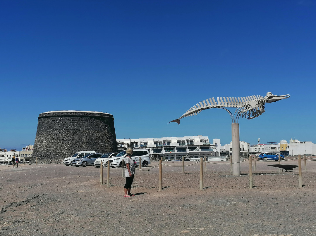 Cuvier's Beaked Whale Skeleton景点图片