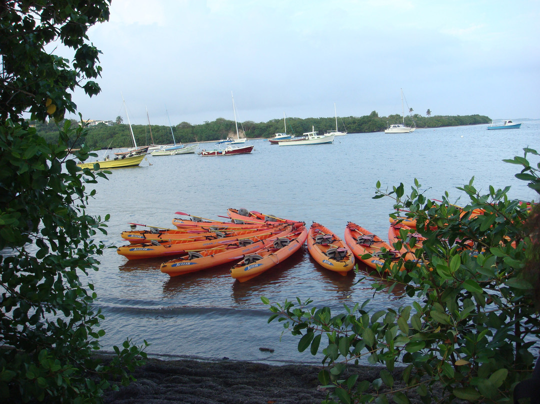 Puerto Rico Bio Bay Tours LLC景点图片