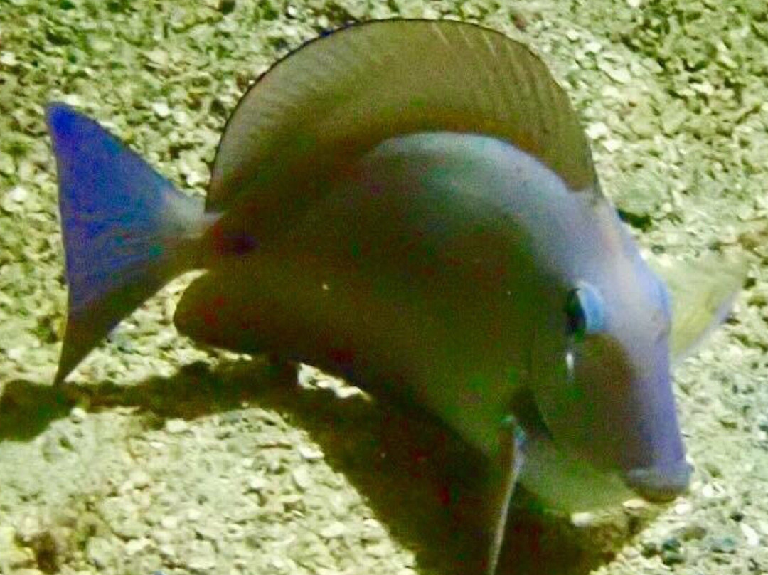 Night Snorkel-圣 托马斯必去景点