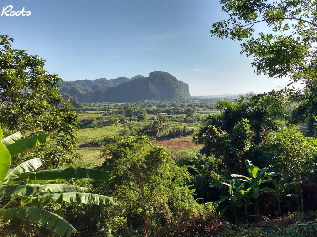 Vinales Roots景点图片