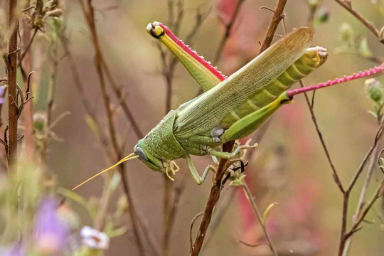 Open Space Visitor Center-阿尔伯克基必去景点