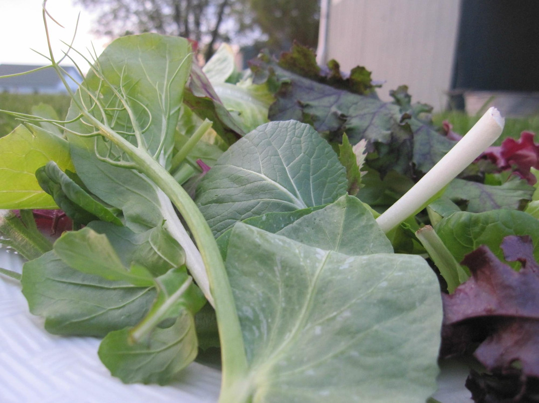 Wallowa旅游景点-Lower Valley Farmers Market