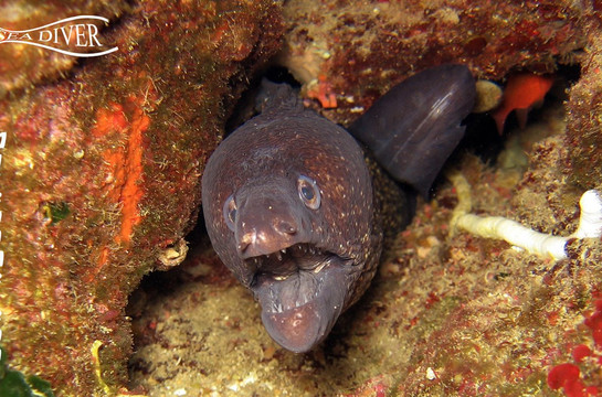 Sea Diver Diving Center-圣维托角必去景点