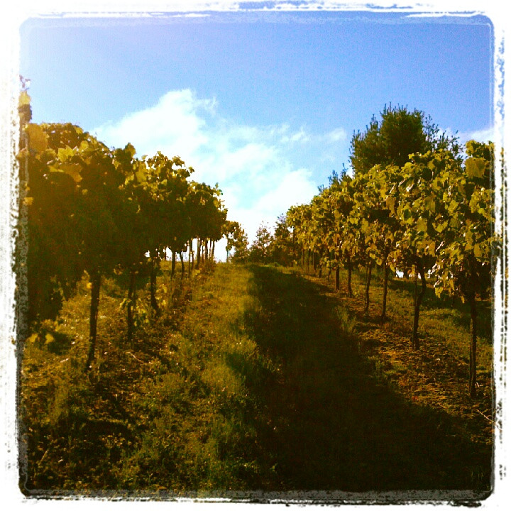Demarest Hill Winery景点图片