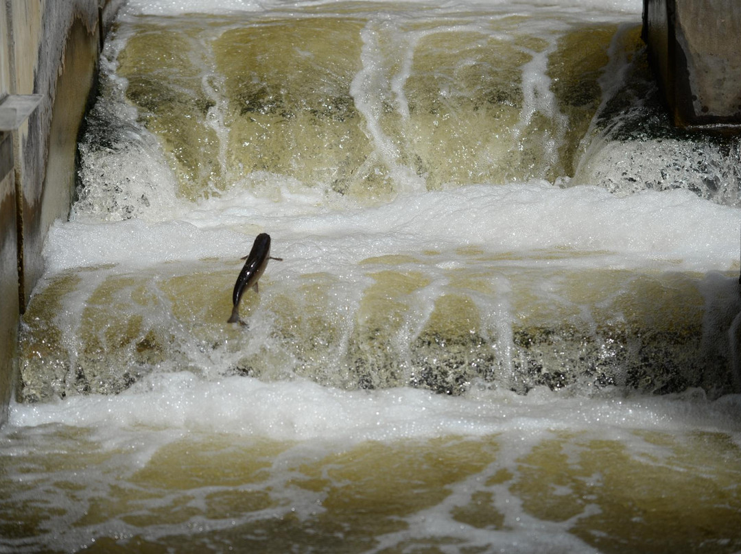 Fish Ladder景点图片