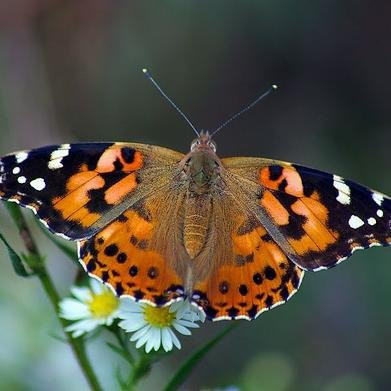 The Maui Butterfly Farm-拉海纳必去景点