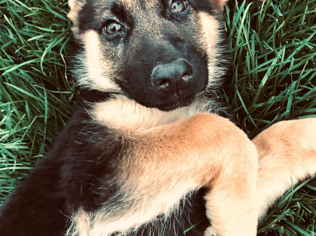 Republic of Paws