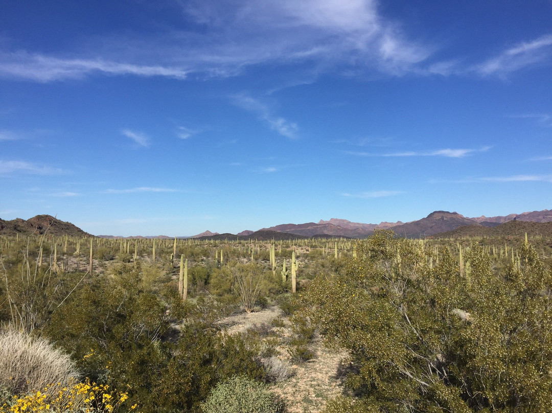 Puerto Blanco Scenic Drive