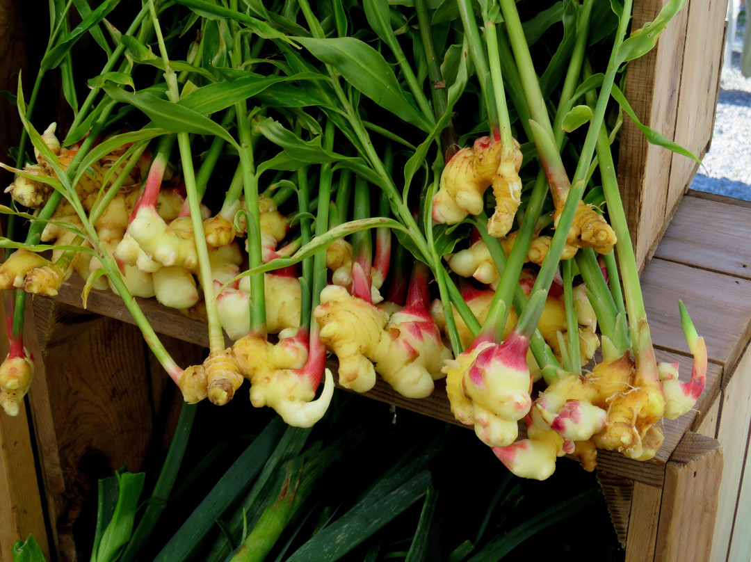 Saratoga Farmers' Market景点图片