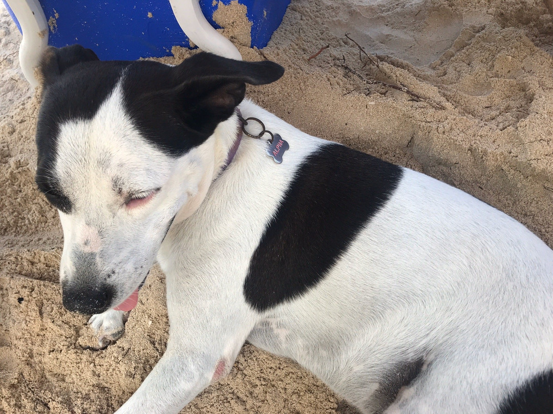 Alphakite Kitesurf School-Progreso必去景点