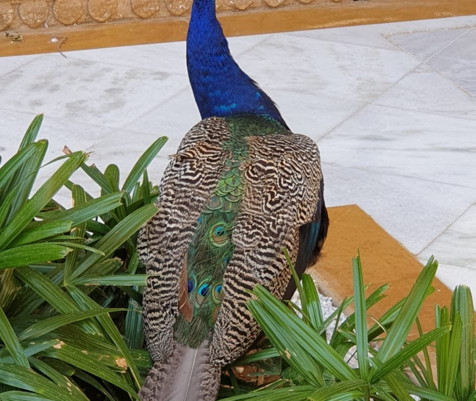 苏尔亚加酒店主图