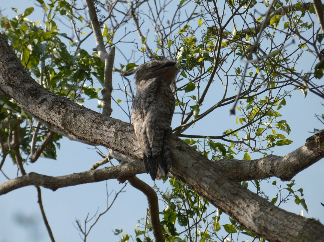 Pantanal Trackers景点图片