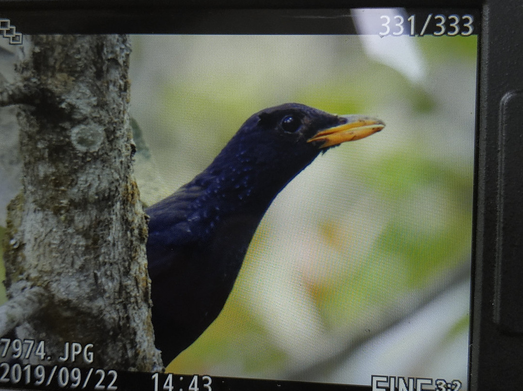 Birdpacker Birding Tour景点图片