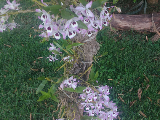 Nascente do Sao Francisco主图