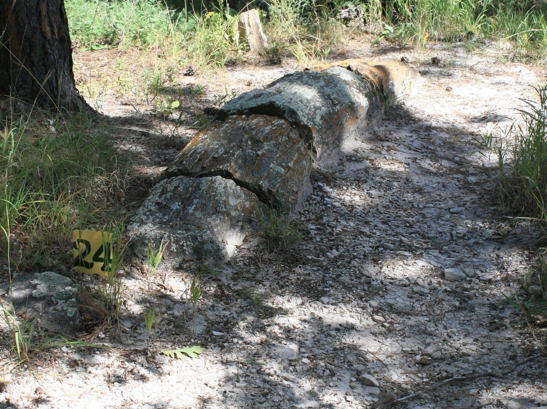 Petrified Forest of the Black Hills-Piedmont必去景点