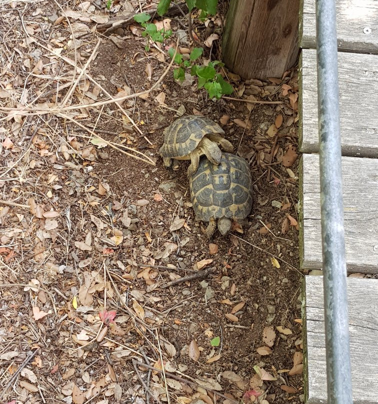 Centre de Reproduccio de Tortugues de l'Albera景点图片