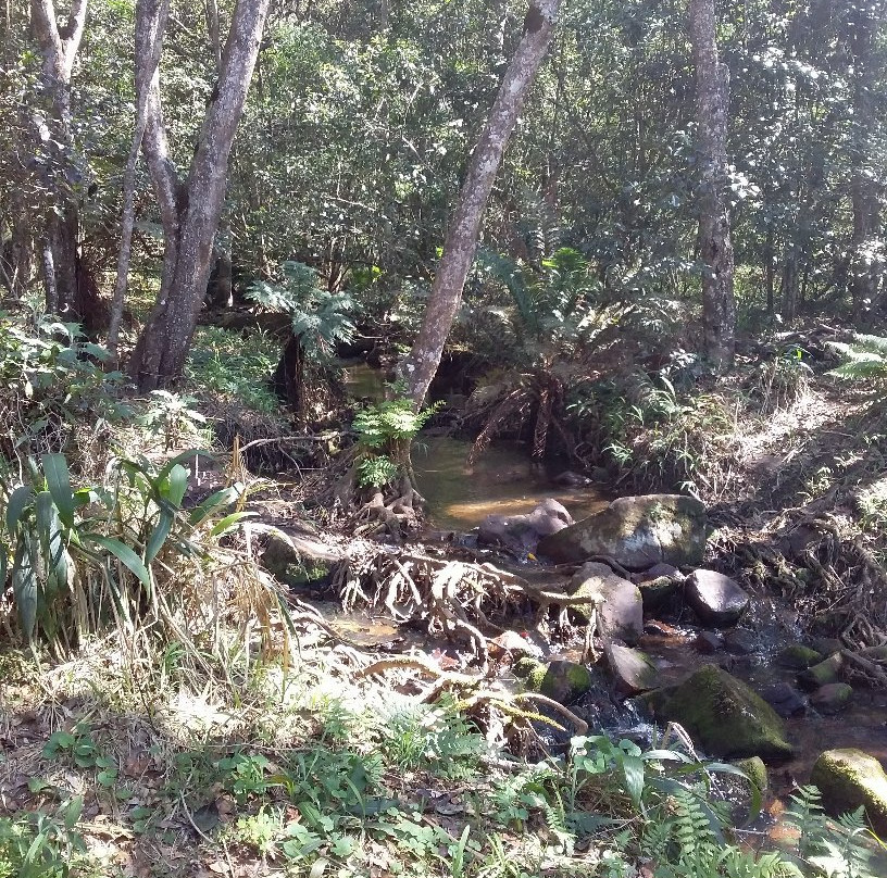 Krantzkloof Nature Reserve景点图片