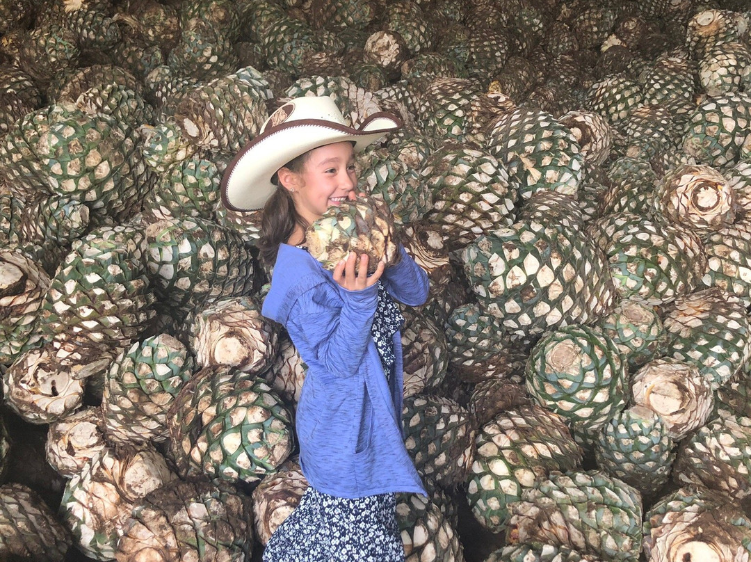 Cofradia Turistico 360-特基拉必去景点