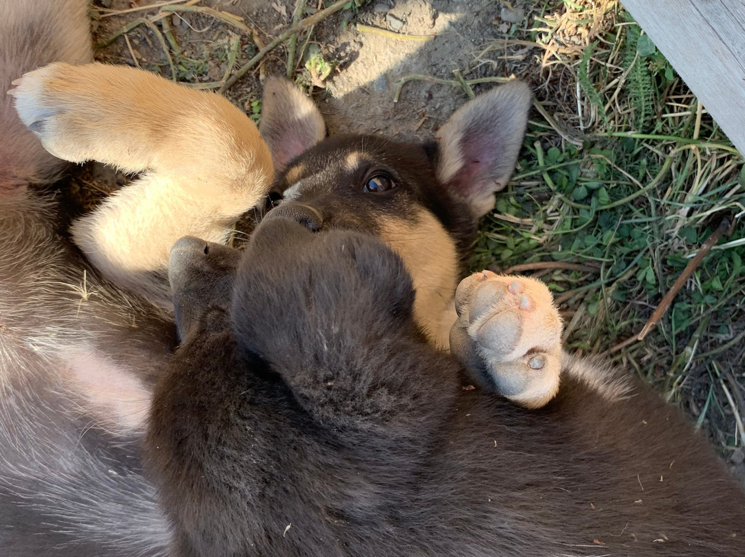 Tagish Lake Kennel-Tagish必去景点