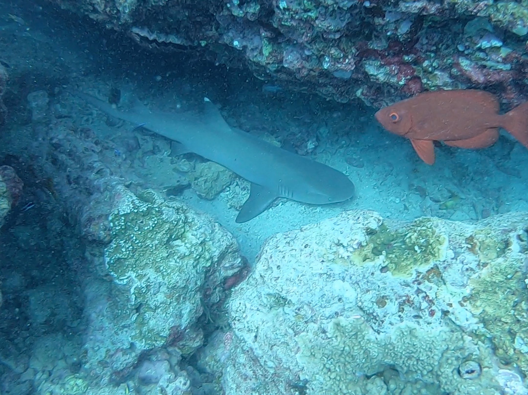 Iatok Diving Paradise景点图片