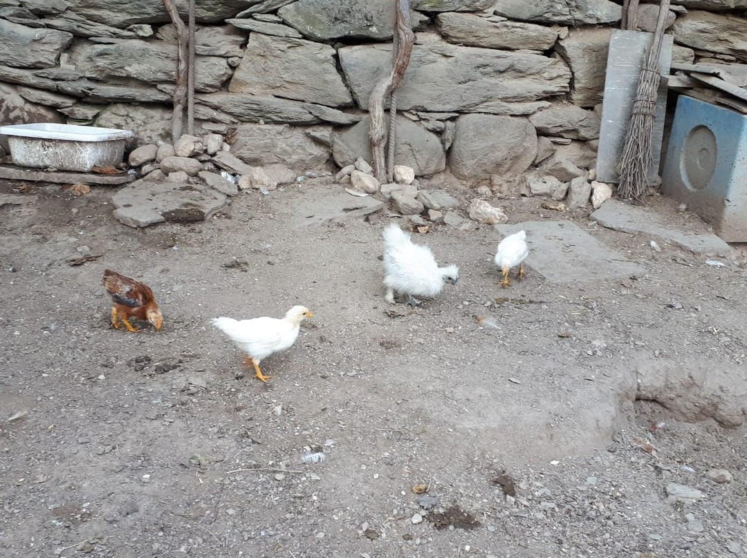 Il leprotto bisestile