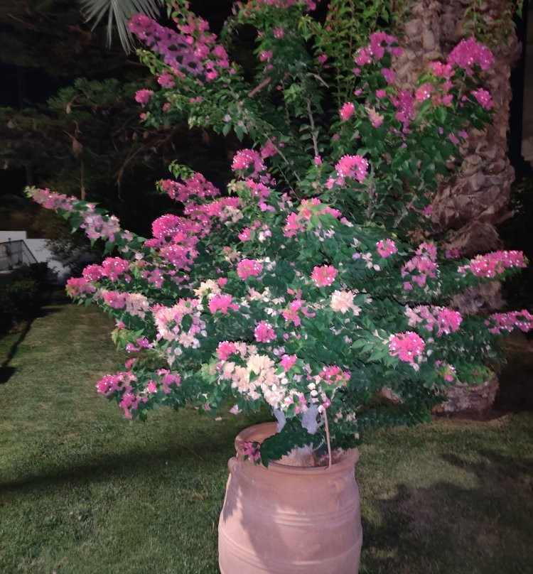 Mastorakis Hotel And Studios主图