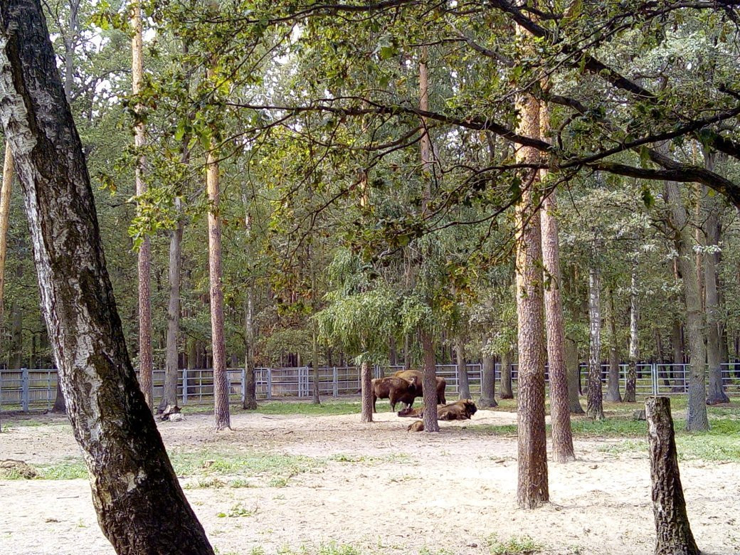Animal Farm景点图片