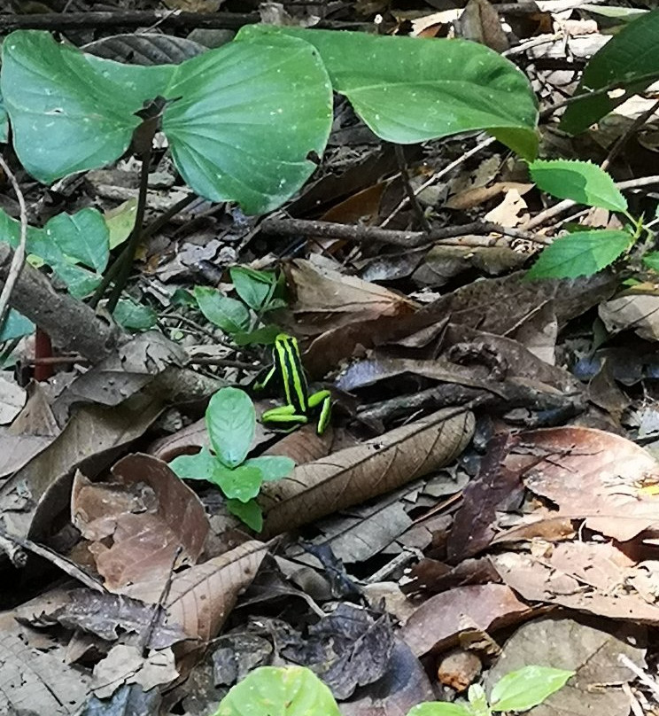 Cascadas de Pishurayacu-Tarapoto必去景点