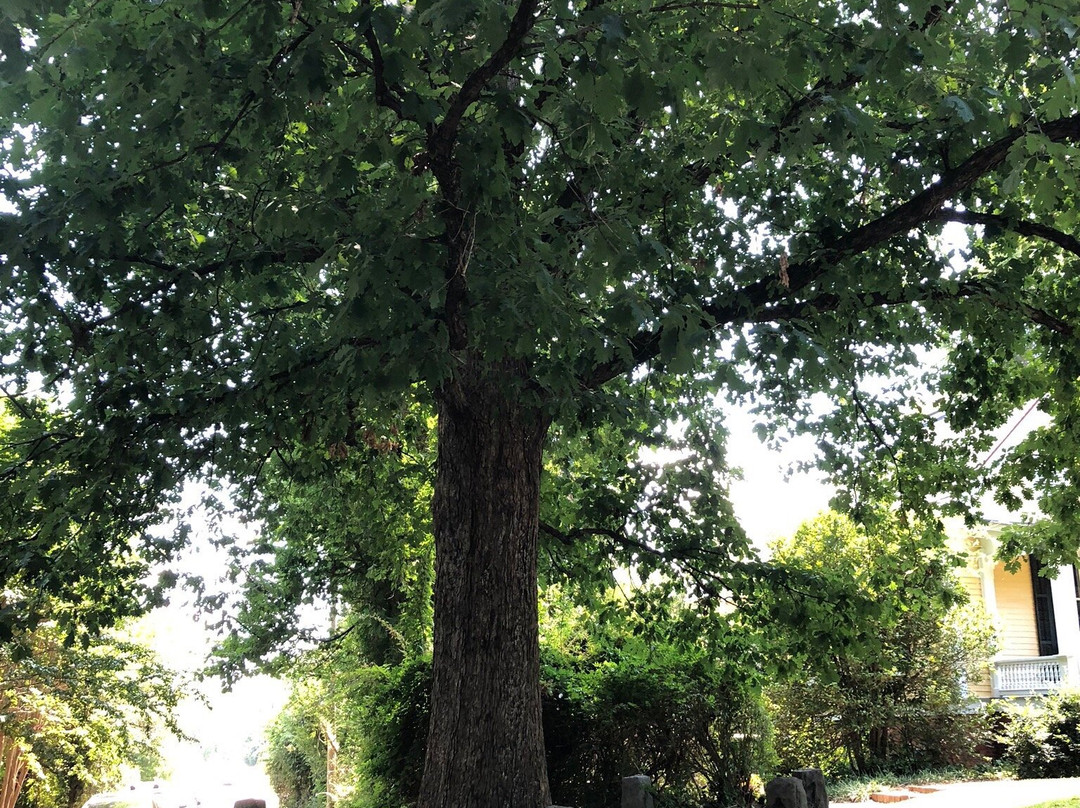 Tree That Owns Itself-阿森斯必去景点