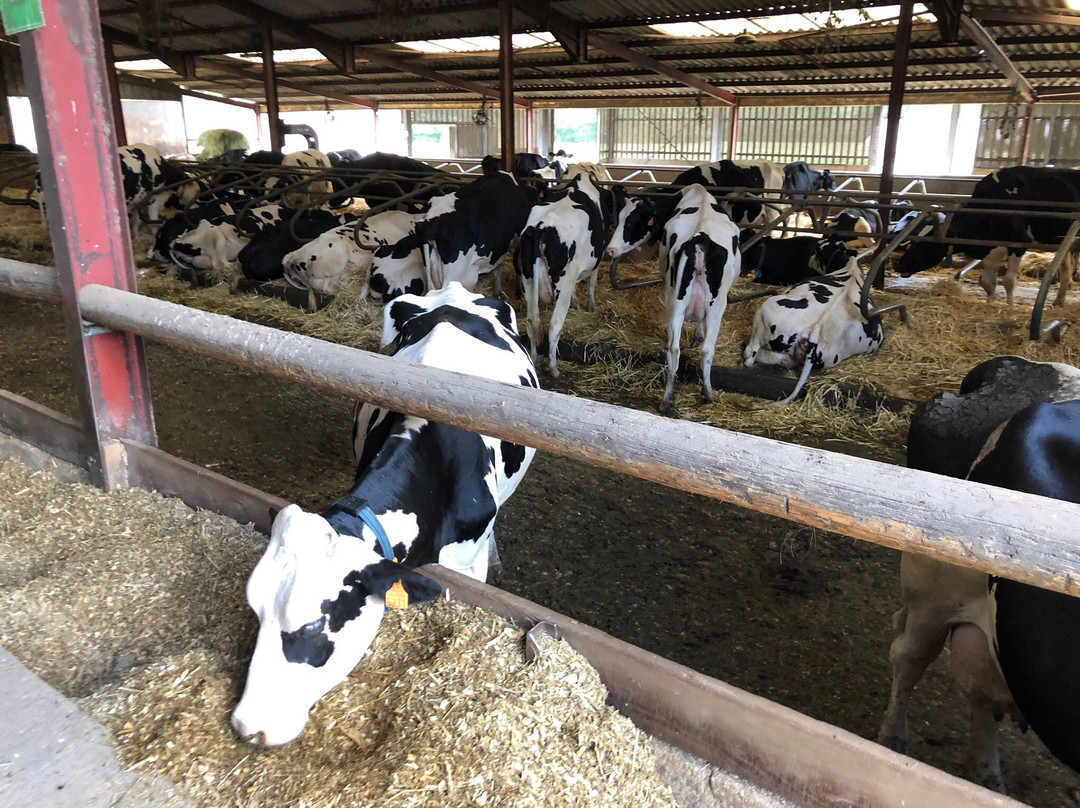 Ferme de la Marque景点图片