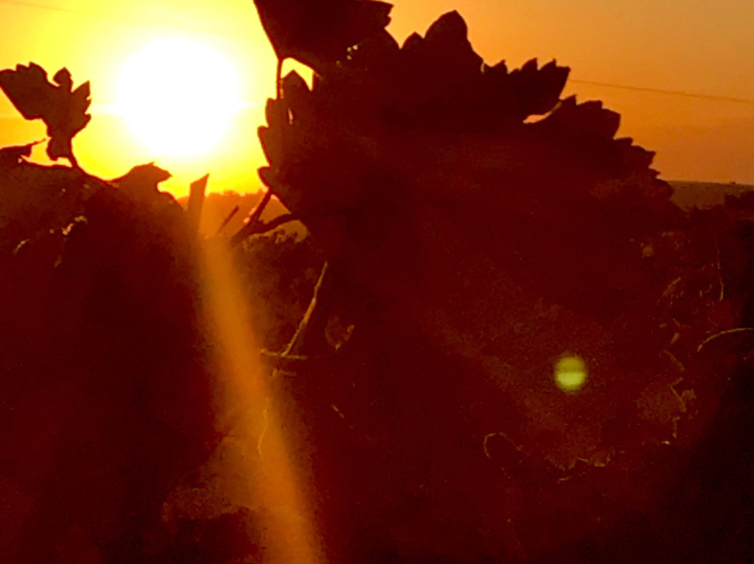 Pousada do Vinhedo主图