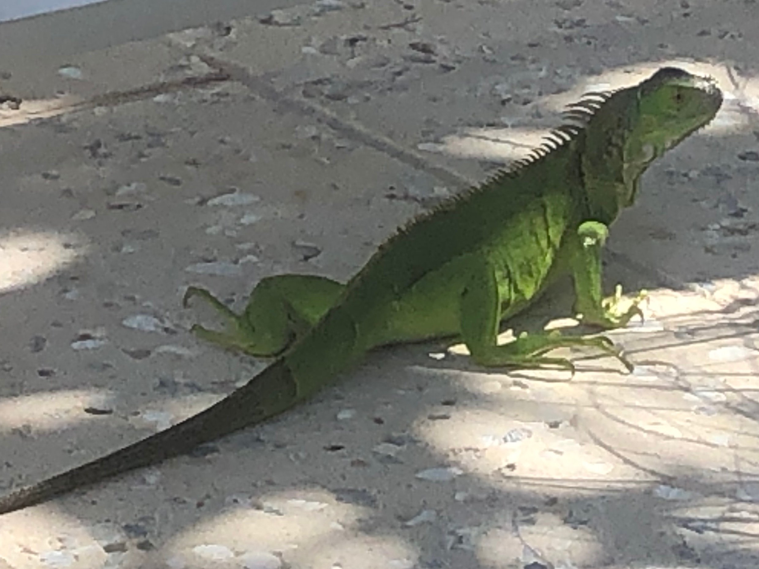 棕榈滩四季酒店-泳池