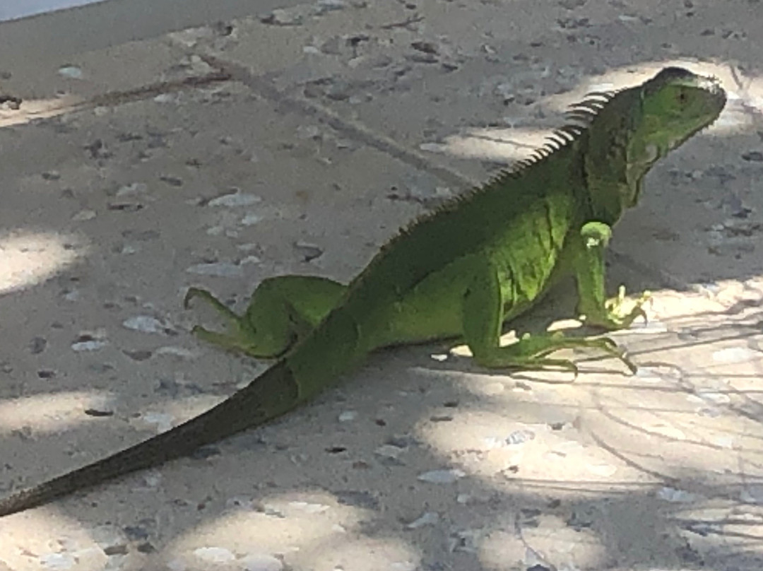 棕榈滩四季酒店主图