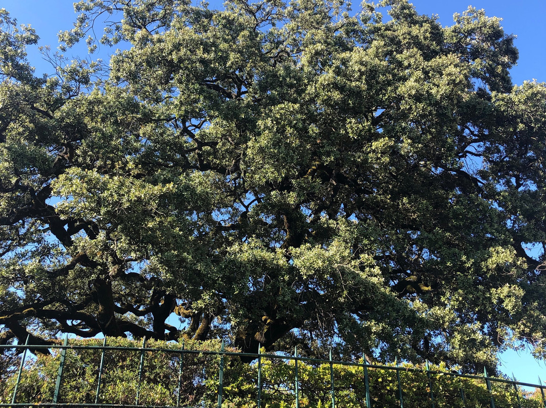 Azinheira Grande Centenaria-花地玛必去景点