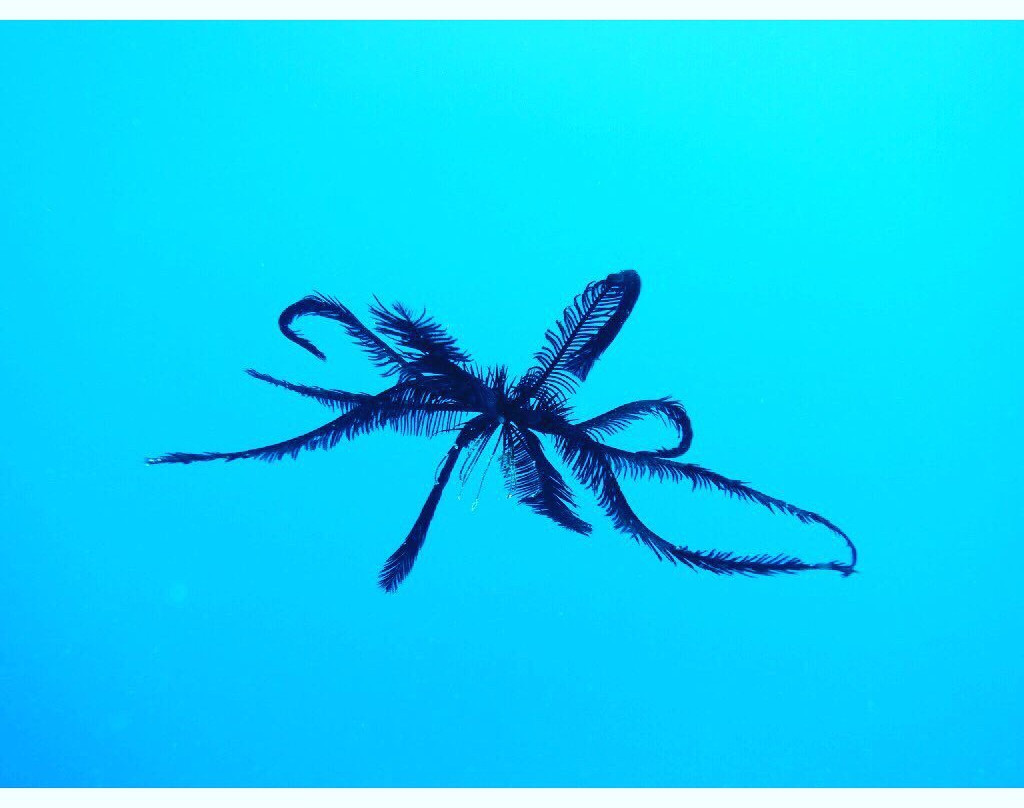 Black Beach Divers-曼巴豪必去景点